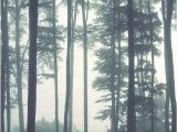 Misty forest Wall Mural Dreamy Foggy forest Scene Mural Misty forests Mural forest