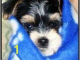 Morkie Coloring Pages Morkie Puppies Pictures Galore Including Images and Slides Of Our