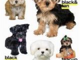 Morkie Coloring Pages Morkies Vary In Color and Size but they Hold the Same Place In