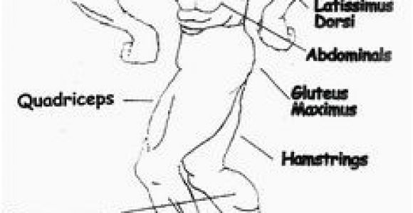 Muscular System Coloring Page 525 Best Example Family Coloring Pages Images