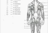 Muscular System Coloring Page Coloring Book 32 Awesome Anatomy & Physiology Coloring