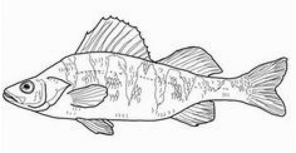 Perch Coloring Pages 41 Best Embroidery Images