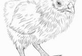 Perch Coloring Pages How to Draw A Baby Chick Step by Step Drawing Tutorials for Kids