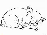 Pig Printable Coloring Pages Sleeping Baby Pig Coloring Page