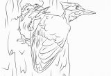Pileated Woodpecker Coloring Page Pileated Woodpecker Coloring Page Fresh 69 Best Pileated Woodpecker