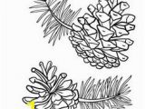 Pine Cone Coloring Page 558 Best Black & White Pictures Images In 2020