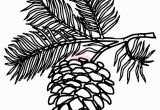 Pine Cone Coloring Page White Pine Cone Drawing Clip Art Pine Cone Clipart Panda