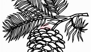 Pine Cone Coloring Page White Pine Cone Drawing Clip Art Pine Cone Clipart Panda