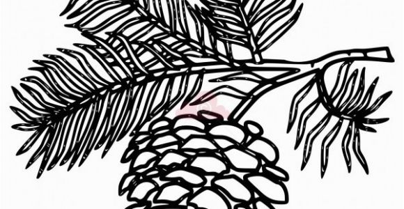 Pine Cone Coloring Page White Pine Cone Drawing Clip Art Pine Cone Clipart Panda