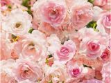 Pink Rose Wall Mural Floral Wall Mural Rosa Reference 8 937