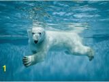 Polar Bear Wall Mural Mini Mural Polar Bear 1 Wall Graphic Ocean Sea Underwater