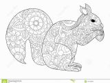 Printable Coloring Pages Of Squirrels Squirrel with Nut Coloring Raster for Adults Stock Illustration