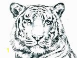 Printable Tiger Coloring Pages Unique Tiger Coloring In Pages – Gotoplus