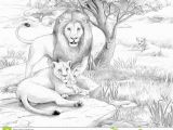 Realistic Lion Coloring Pages Lion Free Clipart 110