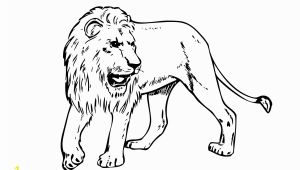 Realistic Lion Coloring Pages Lion Free Pritout