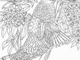 Ruffed Grouse Coloring Page Pennsylvania Ruffed Grouse Coloring Page Purple Kitty