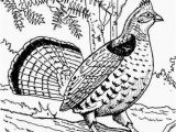 Ruffed Grouse Coloring Page Ruffed Grouse Pg 198 Birds Pinterest