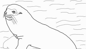 Sea Lion Coloring Page Galapogas island Colouring Sheets Google Search