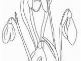Snowdrop Coloring Pages 474 Best Snowdrops Images In 2018