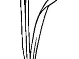 Snowdrop Coloring Pages Snowdrop Drawing Google Search Drawing Ideas