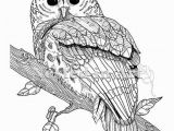 Snowy Owl Coloring Page Pin by Betty Mcclellan On Coloring Pages