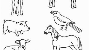 Spring Baby Animal Coloring Pages Match the Baby Animals to their Parents by Drawing Lines with