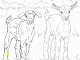 Stuffed Animal Coloring Pages Baby Goats Coloring Page