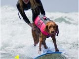 Surf Dog Wall Mural 30 Best Adaptive Surfing Images