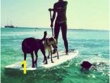 Surf Dog Wall Mural 36 Best Dogs Surfing & Stand Up Paddle Images