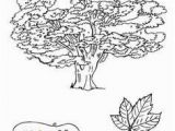 Sycamore Tree Coloring Page Sycamore Tree Coloring Page Fresh Sycamore Tree Coloring Page