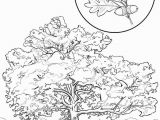 Tennessee State Tree Coloring Page Tennessee State Coloring Pages Inspirational Map Coloring Sheets