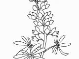 Texas Bluebonnet Coloring Page Coloring Flowers