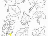 Types Of Leaves Coloring Pages 29 Best Leaf Coloring Images