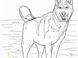 Washington Huskies Coloring Pages Husky Coloring Pages Siberian Husky Seska Pinterest