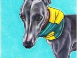 Whippet Coloring Pages 118 Best Whippet Greyhound Drawings Images On Pinterest