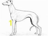 Whippet Coloring Pages 3167 Best Dog Patterns Images On Pinterest