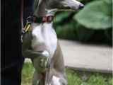 Whippet Coloring Pages 841 Best Gossos Perros Images On Pinterest