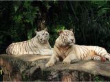 White Tiger Wall Mural Tiger and Tigress Albinos World Of Animals Wallpaper Mural