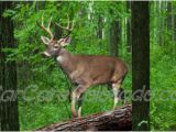 Whitetail Deer Murals Buck Deer In the Woods Scene Rear Window Graphic