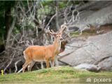 Whitetail Deer Murals White Tailed Deer Animal Wildlife In north Carolina Mountains Wall
