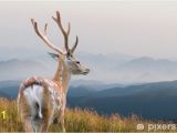 Whitetail Deer Murals Whitetail Deer Wall Mural • Pixers • We Live to Change